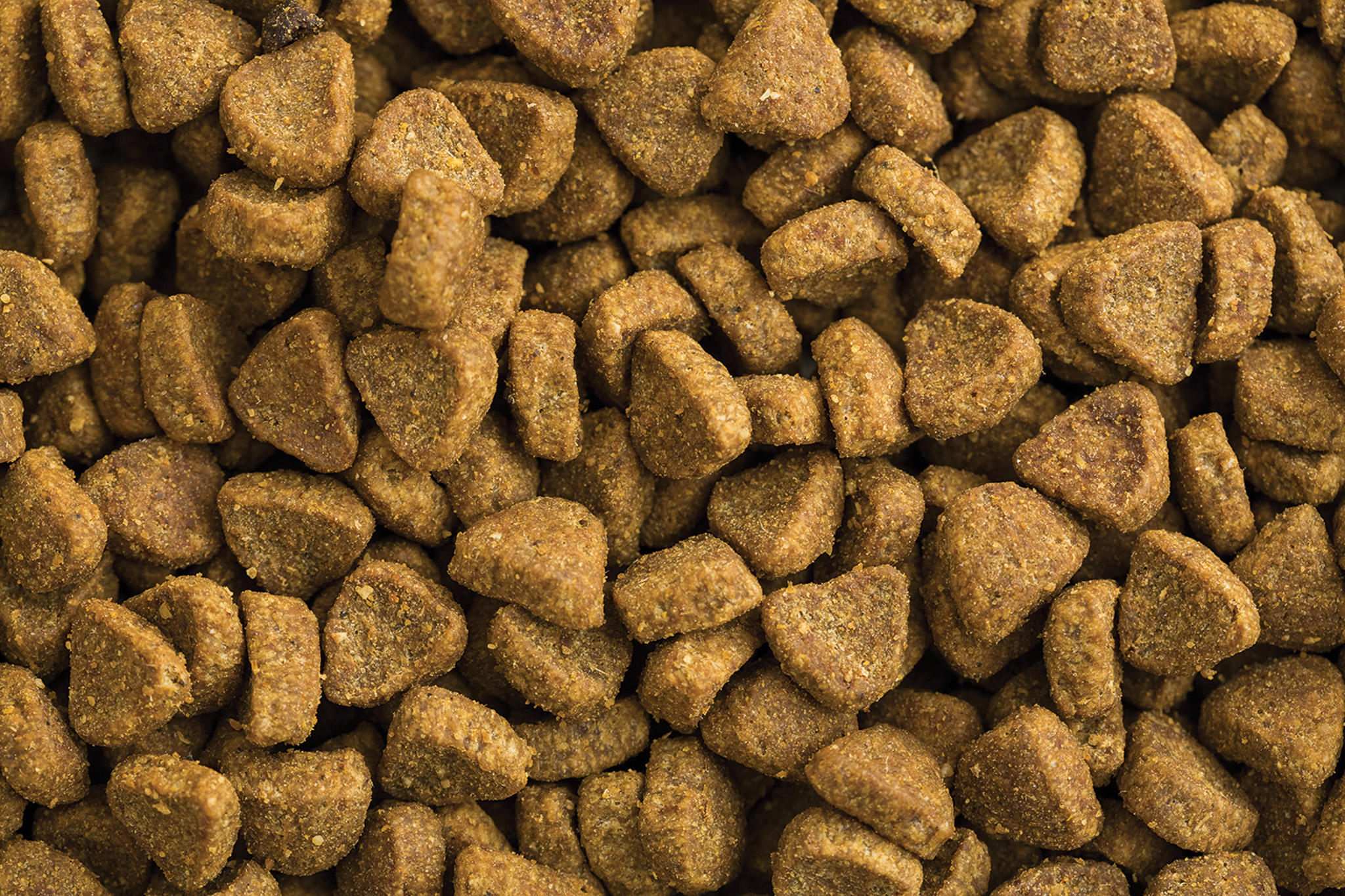 Balanced Nutrition Key When Selecting Food for Dogs and Cats, Vets Say
