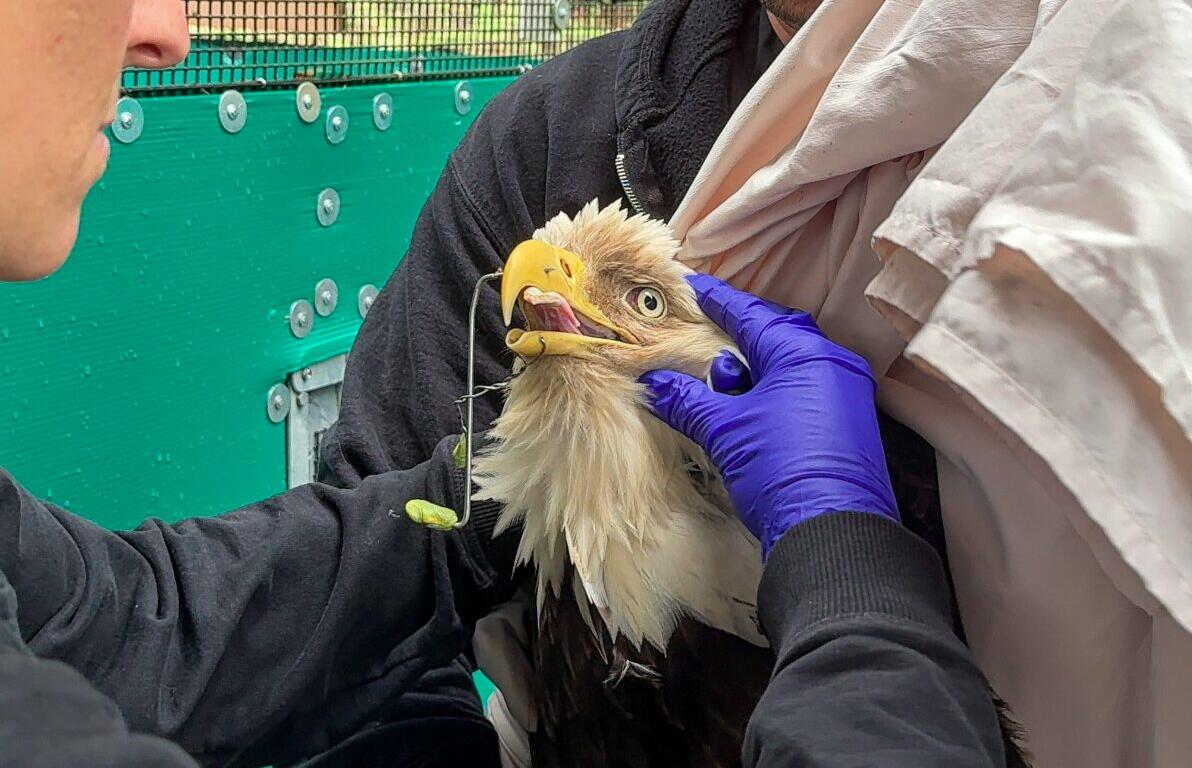 Two people in jackets hold a pale-feathered raptor while a clinician in purple gloves examines its beak up close for care.