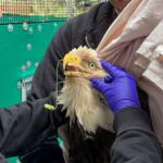 Two people in jackets hold a pale-feathered raptor while a clinician in purple gloves examines its beak up close for care.