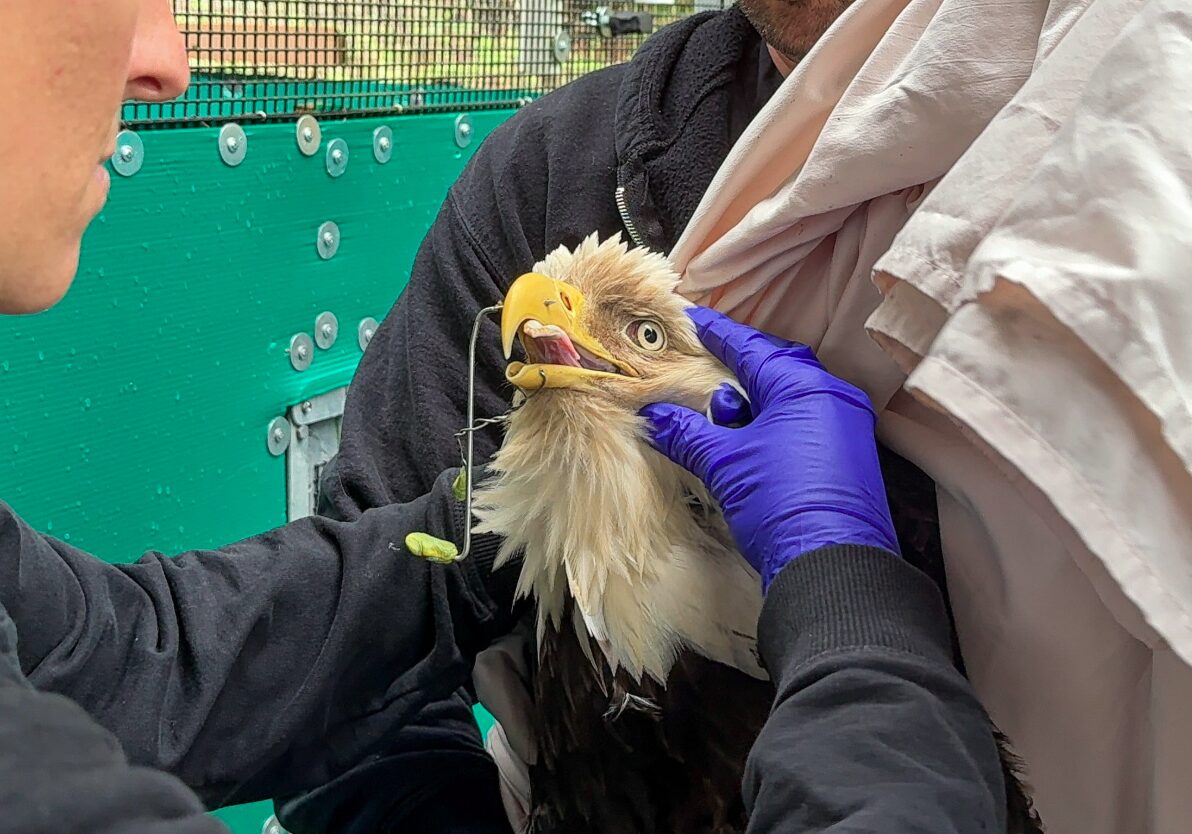 Two people in jackets hold a pale-feathered raptor while a clinician in purple gloves examines its beak up close for care.