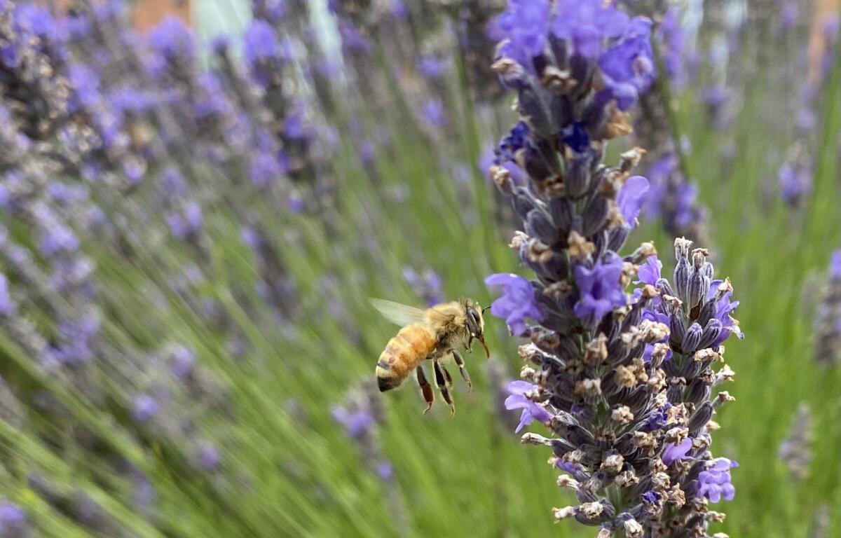 Close-up of a lavender flower spike with a bee collecting pollen on purple blossoms