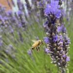 Close-up of a lavender flower spike with a bee collecting pollen on purple blossoms