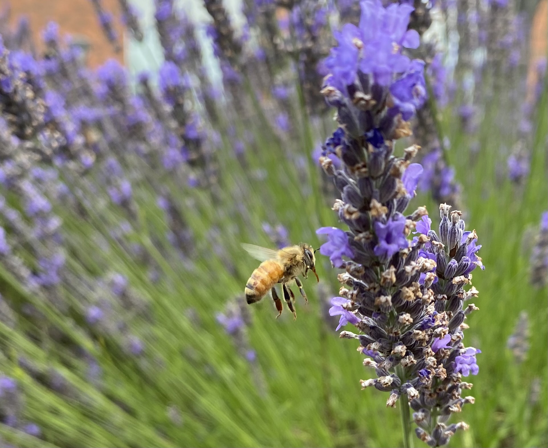 Close-up of a lavender flower spike with a bee collecting pollen on purple blossoms