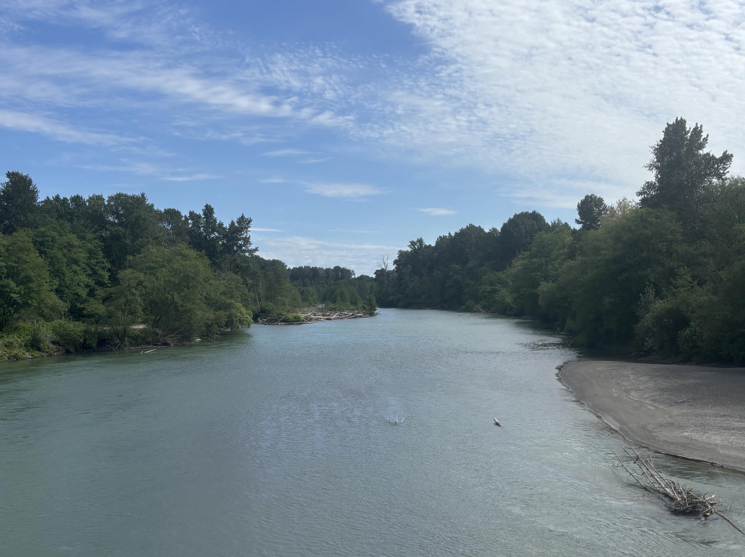 River bordered by dense green trees on both sides, with a blue sky and light clouds; logs and driftwood along the near shore on the right.