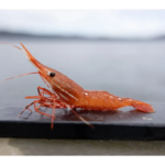 Close-up of an orange shrimp on a dark railing, with a blurred sea in the background.