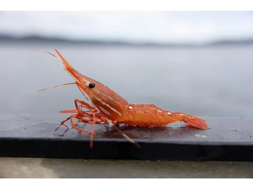 Close-up of an orange shrimp on a dark railing, with a blurred sea in the background.