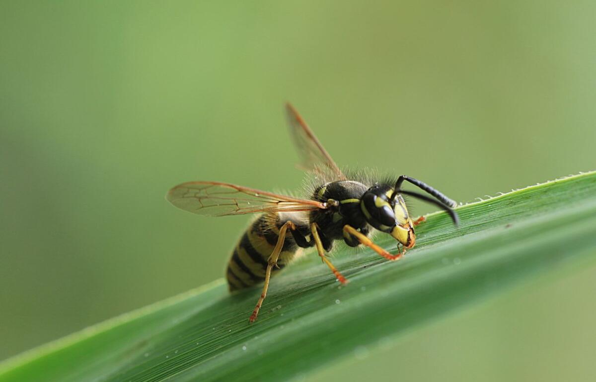 Close-up of a yellow-and-black wasp perched on a blade of grass.