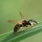 Close-up of a yellow-and-black wasp perched on a blade of grass.