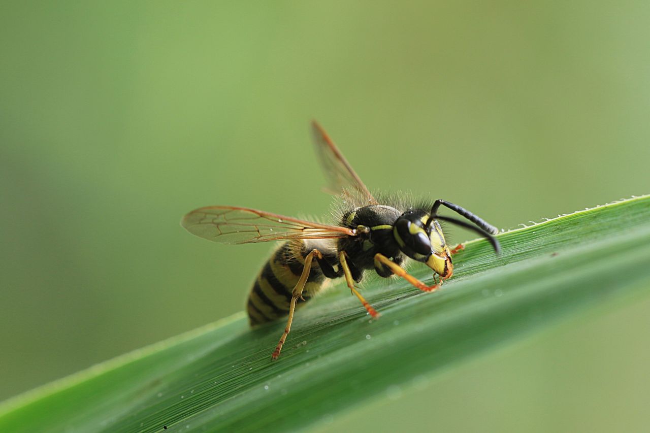Close-up of a yellow-and-black wasp perched on a blade of grass.