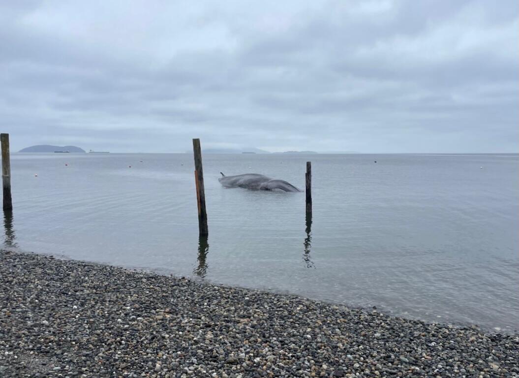 Grey whale carcass partially submerged near weathered wooden pilings in a calm bay, pebble beach and overcast sky.