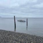 Grey whale carcass partially submerged near weathered wooden pilings in a calm bay, pebble beach and overcast sky.