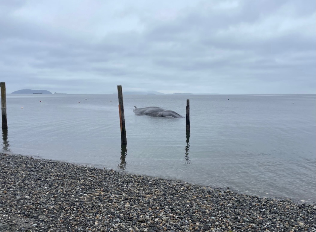 Grey whale carcass partially submerged near weathered wooden pilings in a calm bay, pebble beach and overcast sky.