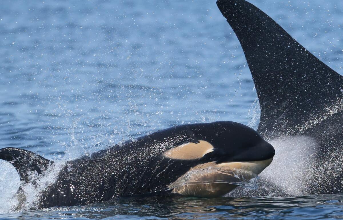 Orca fins and bodies amid splashing waves in the blue ocean, water droplets spraying around the whales.