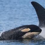 Orca fins and bodies amid splashing waves in the blue ocean, water droplets spraying around the whales.