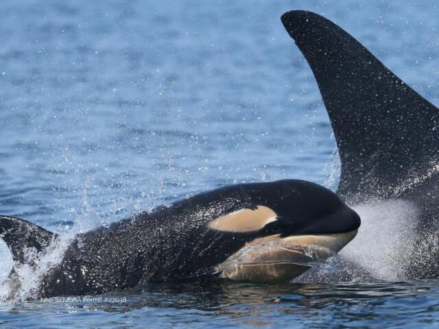 Orca fins and bodies amid splashing waves in the blue ocean, water droplets spraying around the whales.