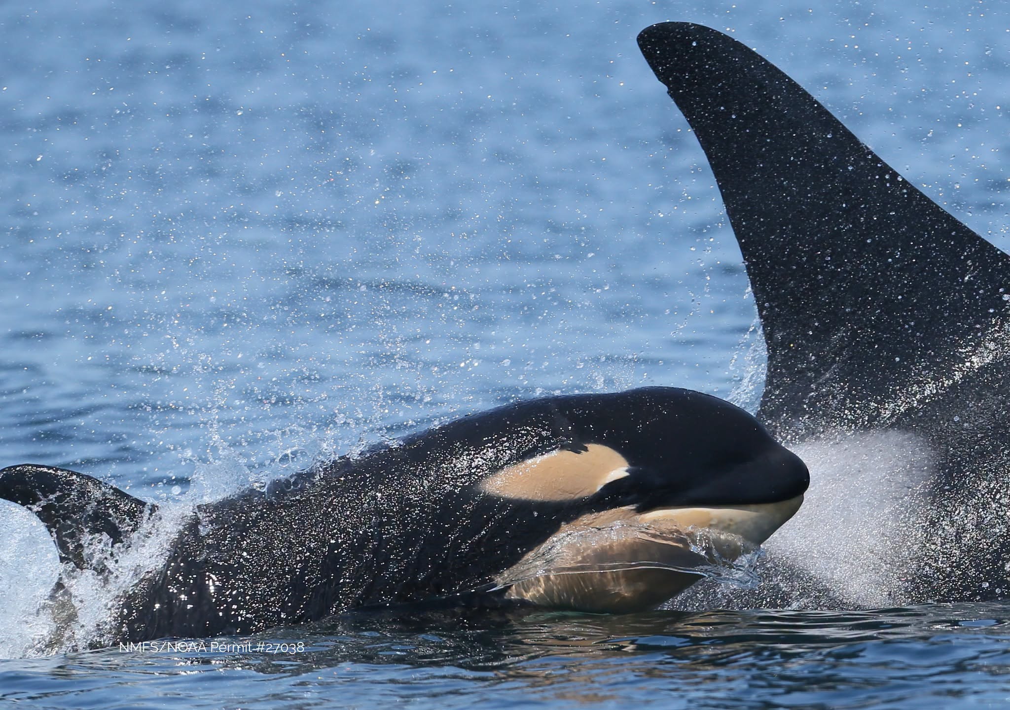 Orca fins and bodies amid splashing waves in the blue ocean, water droplets spraying around the whales.
