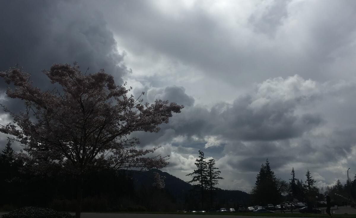 Cherry blossom tree in bloom against a dramatic, stormy sky with distant pines and a roadside of parked cars.