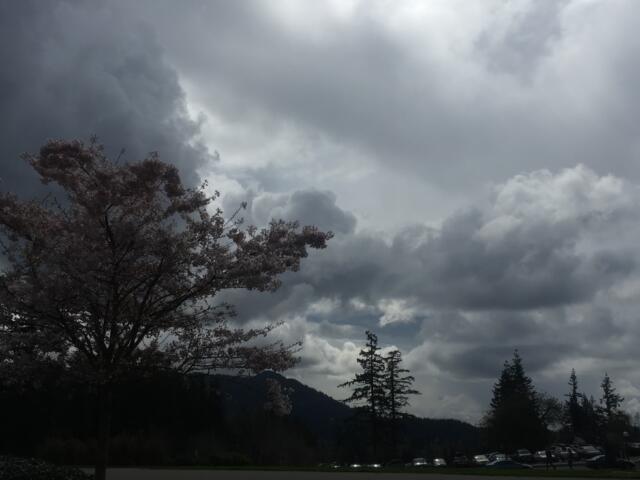 Cherry blossom tree in bloom against a dramatic, stormy sky with distant pines and a roadside of parked cars.
