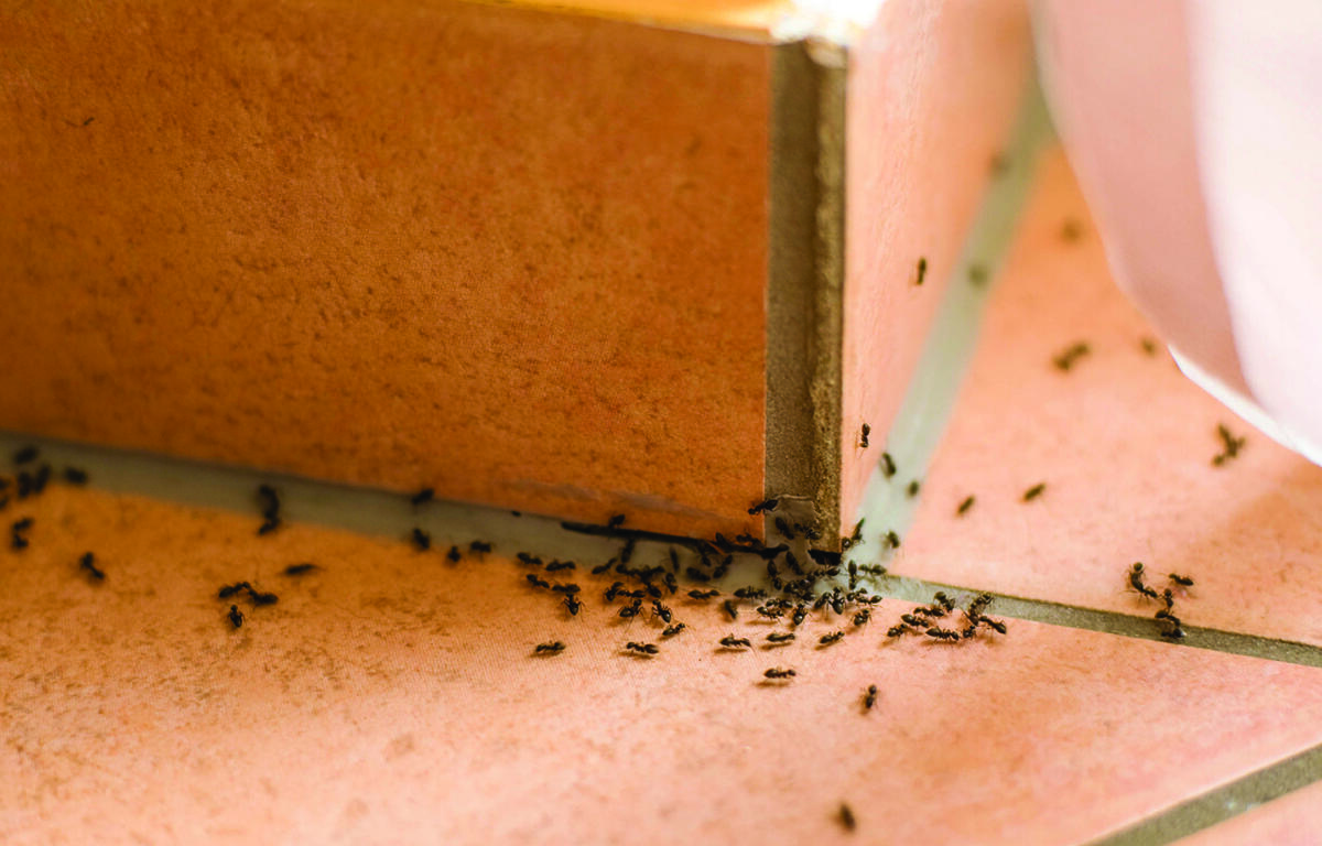Close-up of black ants swarming on peach-colored tiled floor near the base of a wooden cabinet corner.