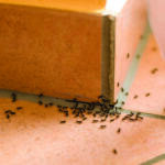 Close-up of black ants swarming on peach-colored tiled floor near the base of a wooden cabinet corner.