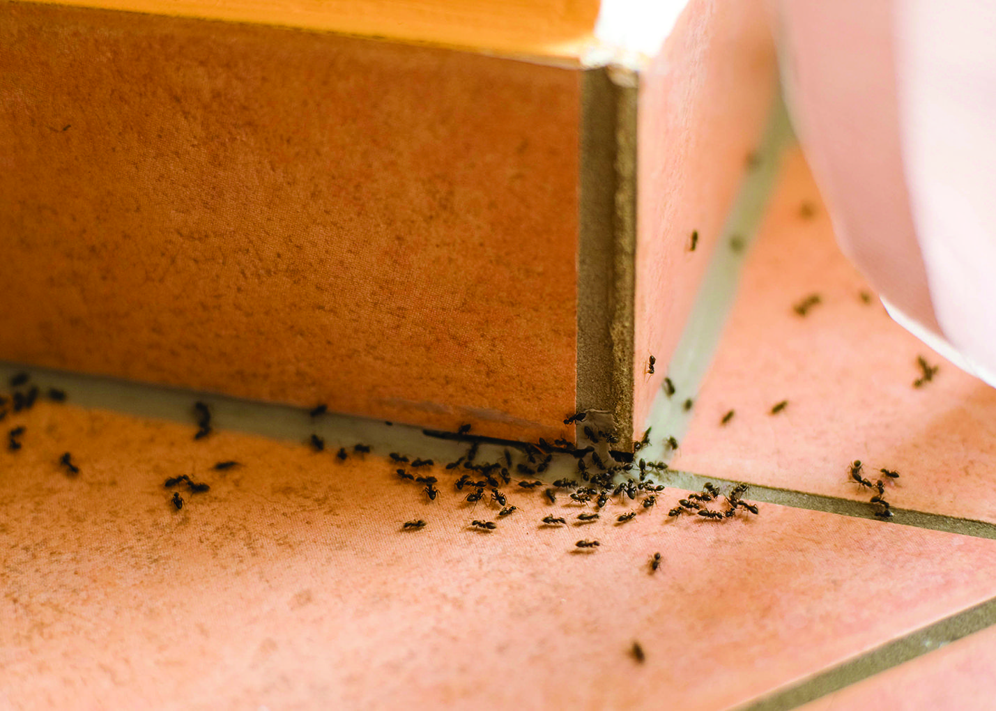Close-up of black ants swarming on peach-colored tiled floor near the base of a wooden cabinet corner.