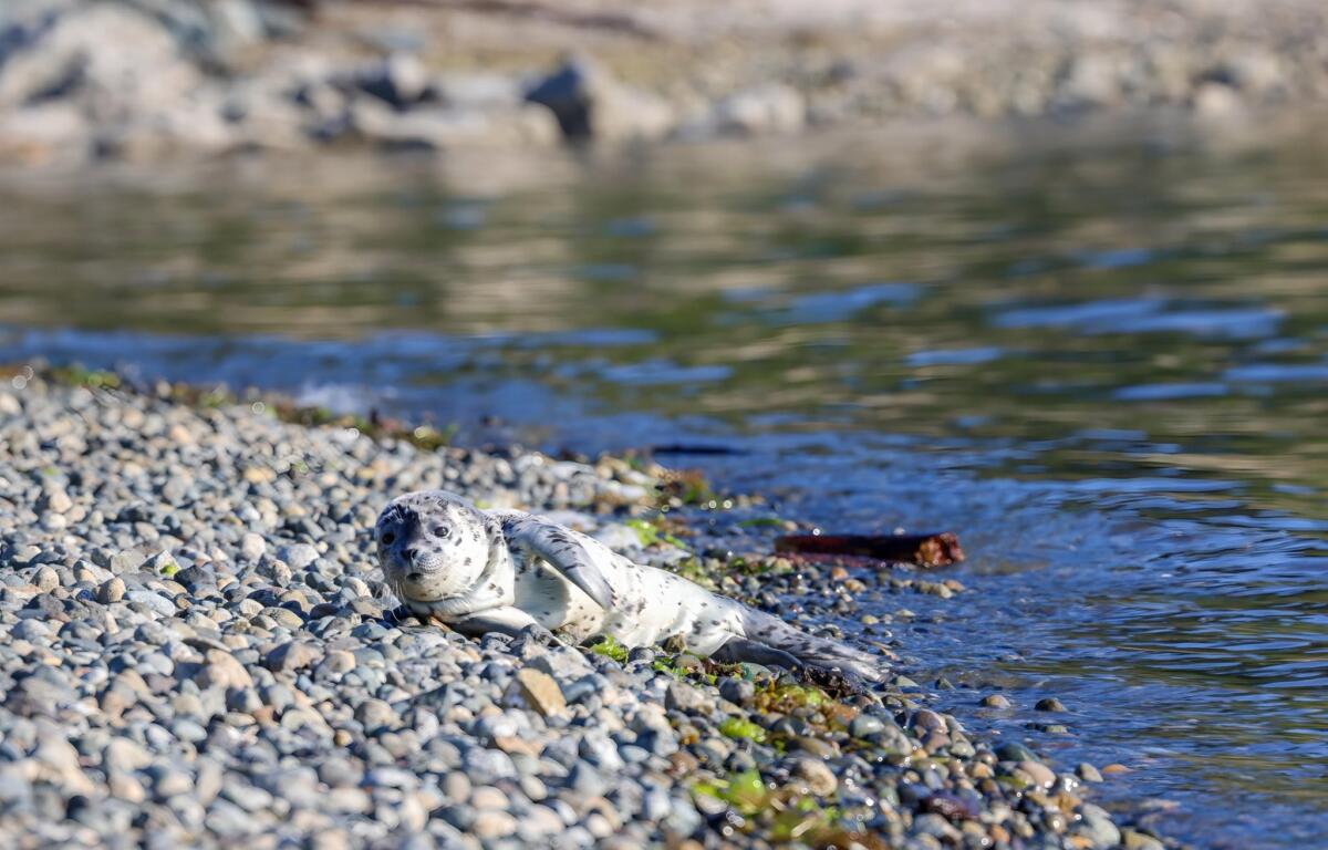 Seal pup resting on a pebbled shoreline beside calm water, looking at the camera.