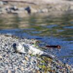 Seal pup resting on a pebbled shoreline beside calm water, looking at the camera.