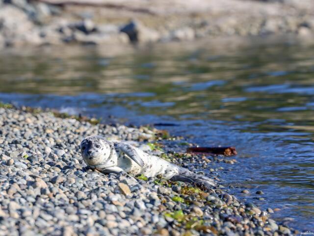 Seal pup resting on a pebbled shoreline beside calm water, looking at the camera.