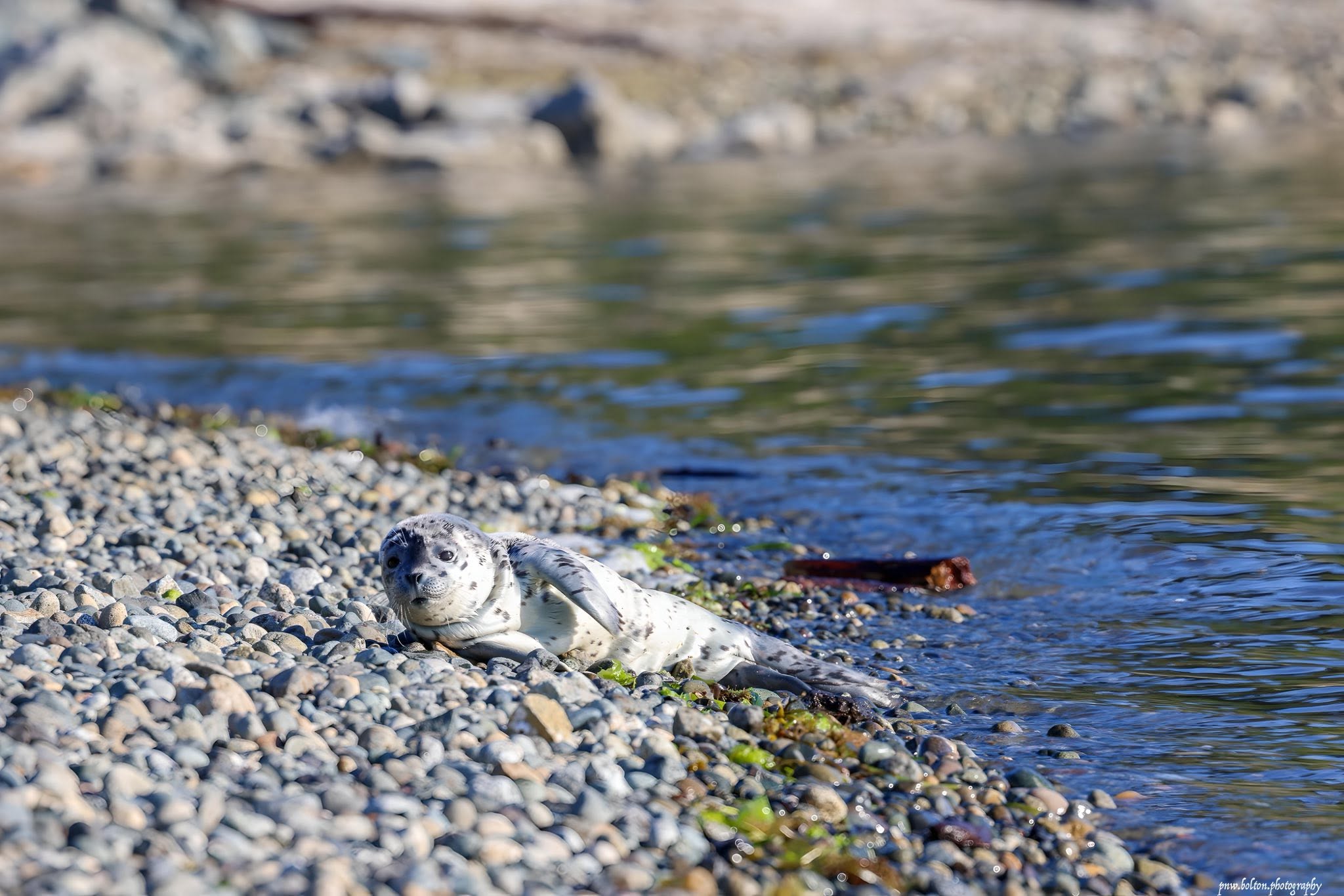 Seal pup resting on a pebbled shoreline beside calm water, looking at the camera.