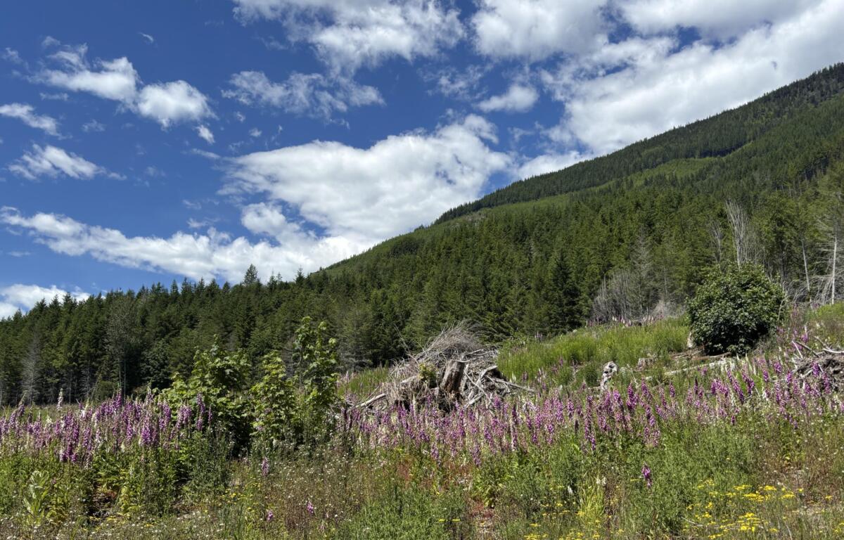 Open hillside meadow with purple wildflowers in the foreground, dense evergreen forest on a sunlit slope, and a blue sky with white clouds above.