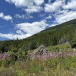 Open hillside meadow with purple wildflowers in the foreground, dense evergreen forest on a sunlit slope, and a blue sky with white clouds above.