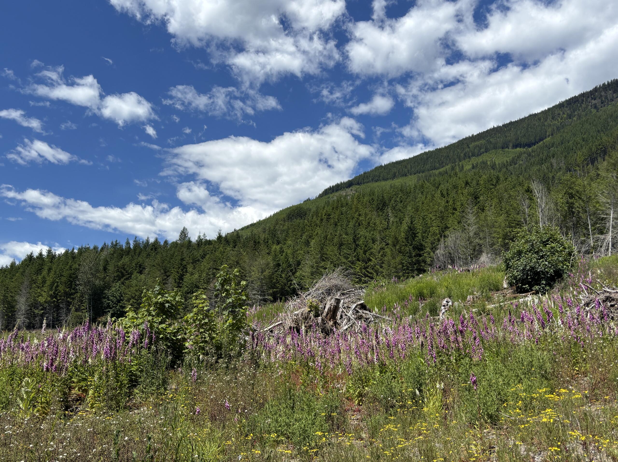 Open hillside meadow with purple wildflowers in the foreground, dense evergreen forest on a sunlit slope, and a blue sky with white clouds above.