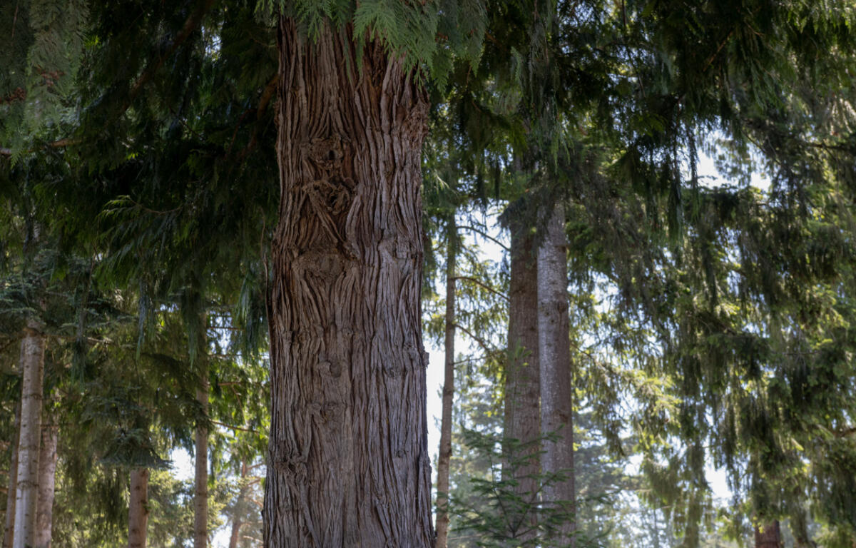 Close-up view of a textured tree trunk in a dense evergreen forest.