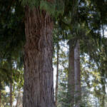 Close-up view of a textured tree trunk in a dense evergreen forest.