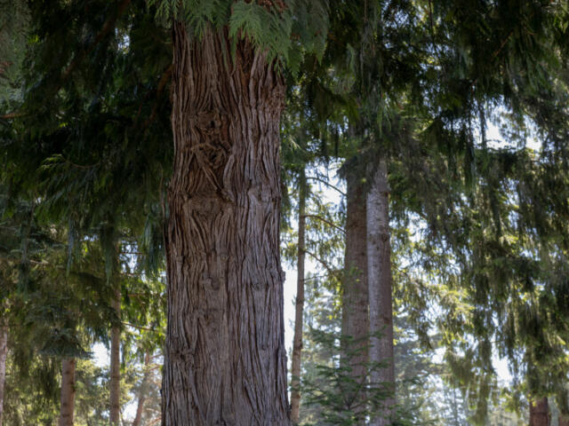 Close-up view of a textured tree trunk in a dense evergreen forest.