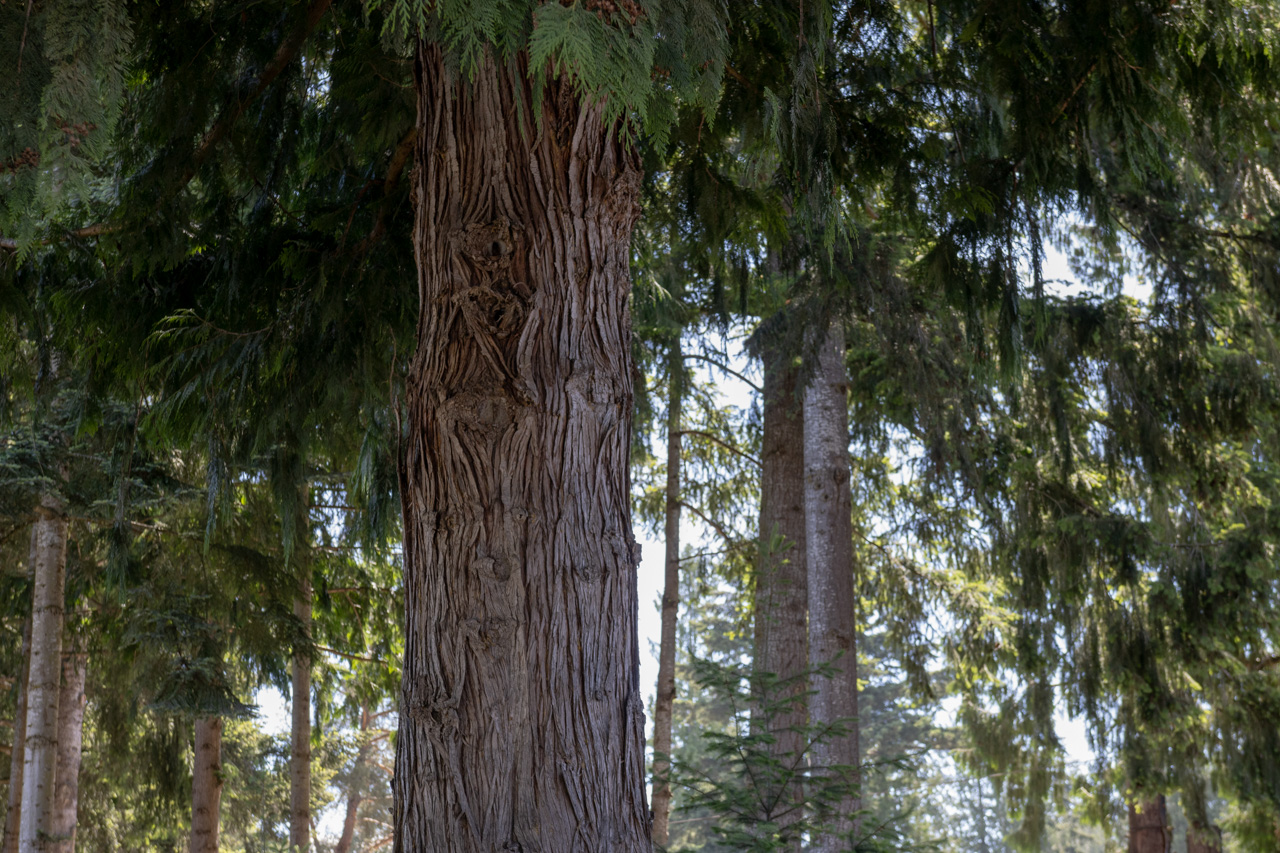 Close-up view of a textured tree trunk in a dense evergreen forest.