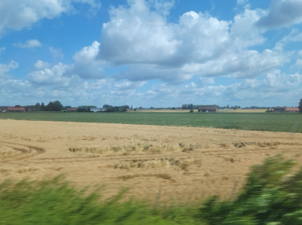 Golden wheat field in the foreground with green fields and farm buildings on the horizon under a blue, cloud-filled sky.
