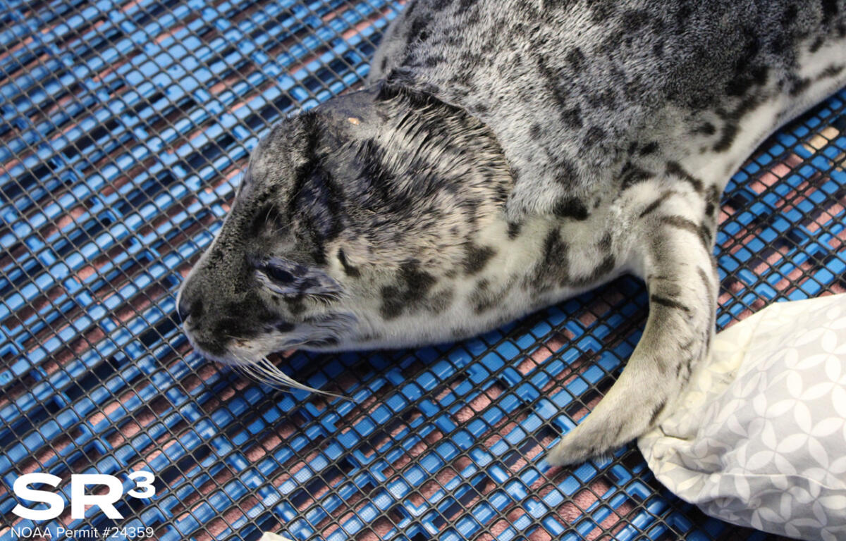 Harbor seal pup resting on a blue mesh surface, facing left with speckled gray fur.