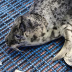 Harbor seal pup resting on a blue mesh surface, facing left with speckled gray fur.