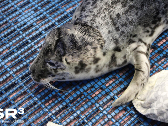 Harbor seal pup resting on a blue mesh surface, facing left with speckled gray fur.