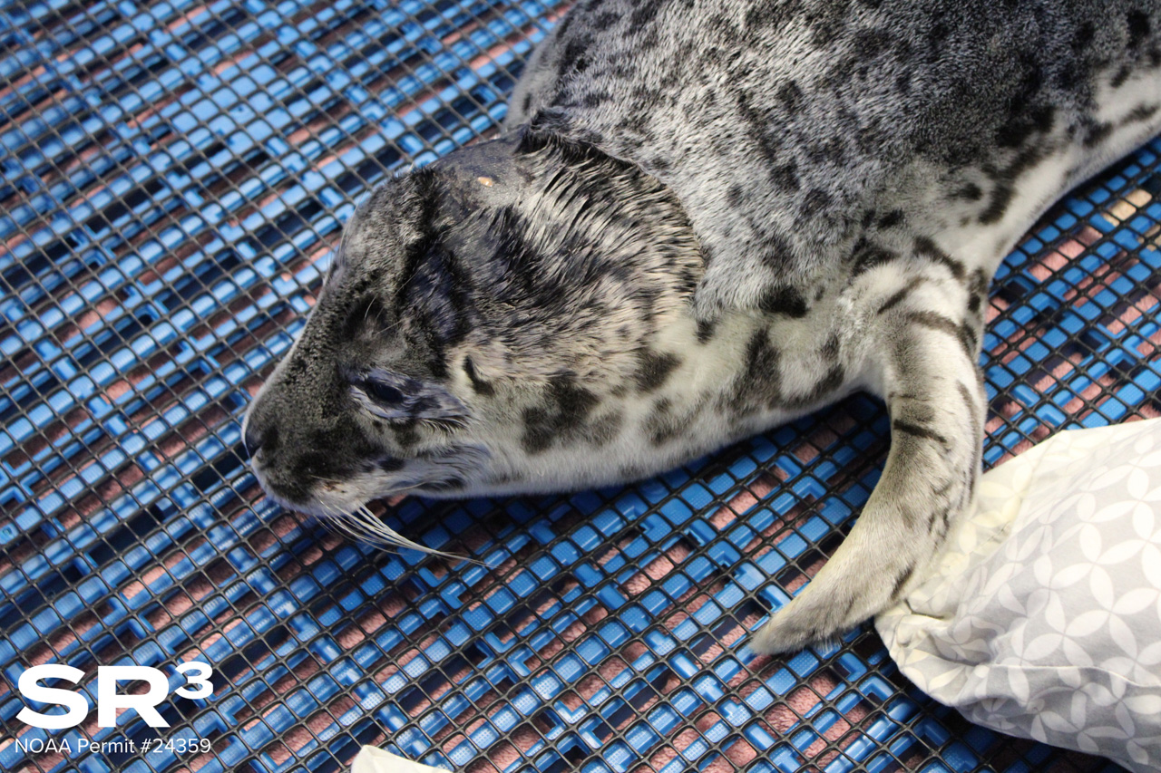 Harbor seal pup resting on a blue mesh surface, facing left with speckled gray fur.