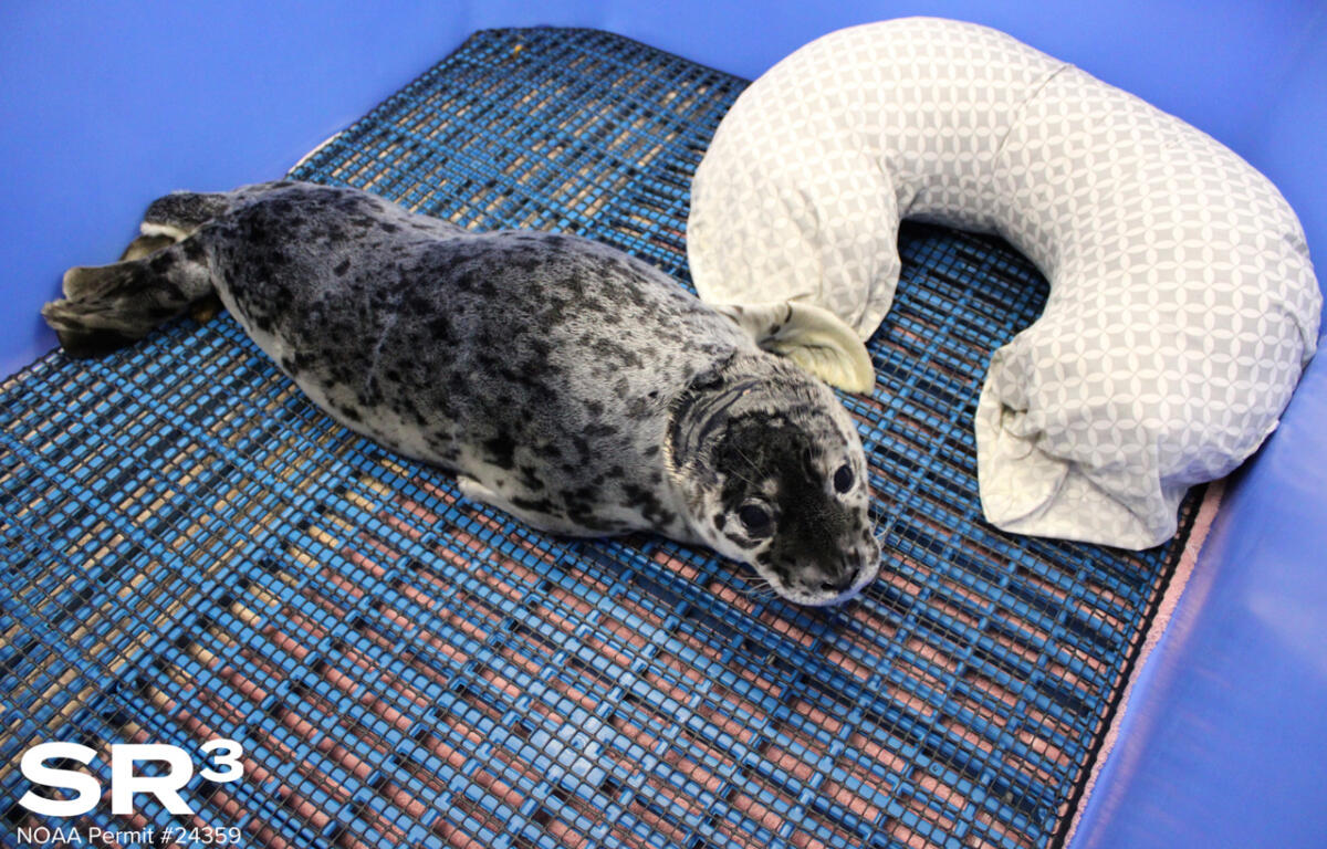 Seal pup resting on a blue grid mat inside a blue enclosure, with a white patterned neck pillow beside it.