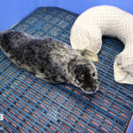 Seal pup resting on a blue grid mat inside a blue enclosure, with a white patterned neck pillow beside it.