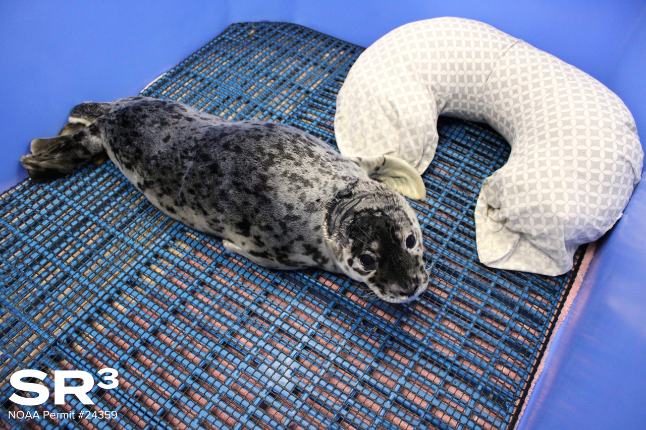 Seal pup resting on a blue grid mat inside a blue enclosure, with a white patterned neck pillow beside it.