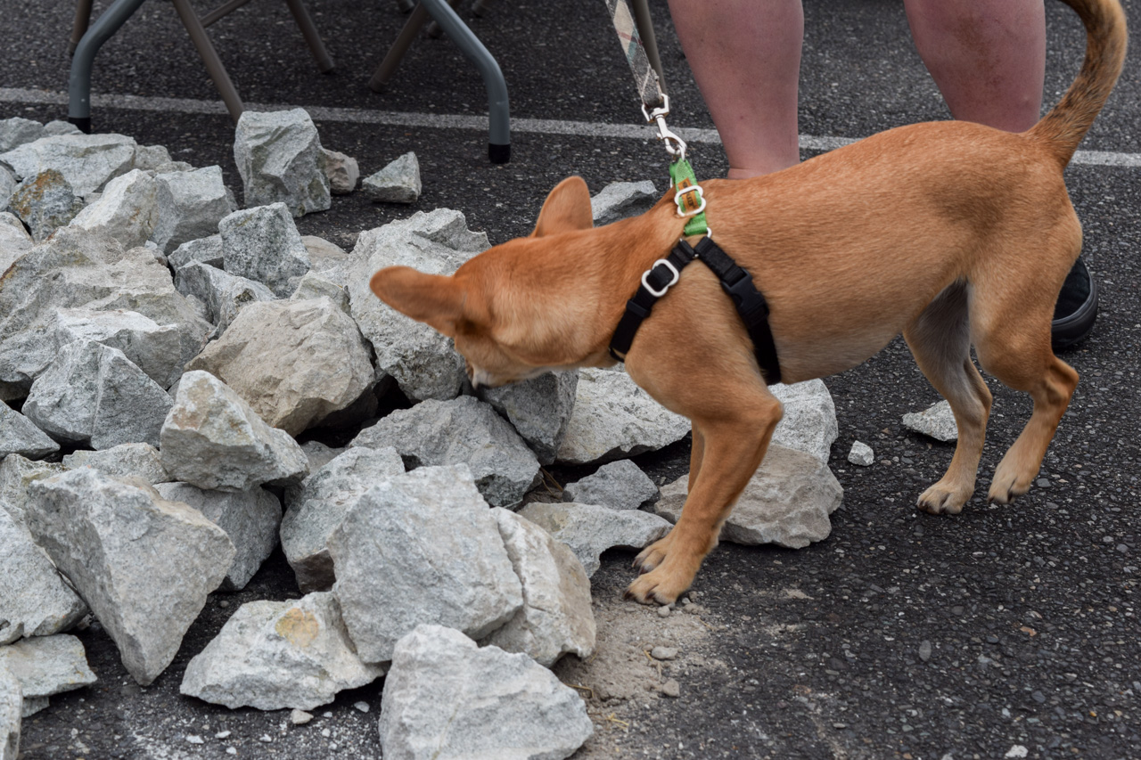 Tan dog on a leash wearing a harness sniffing a pile of gray rocks on a paved surface, beside a person’s legs and outdoor chairs behind.