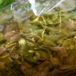 Bag of chopped mixed greens in a clear plastic bag, fresh salad ready for purchase.